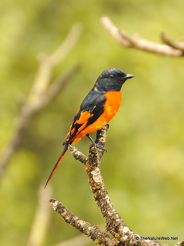 Orange Minivet